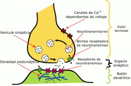 Esquema de la sinapsis