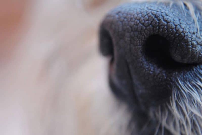 nariz y olfato de un perro