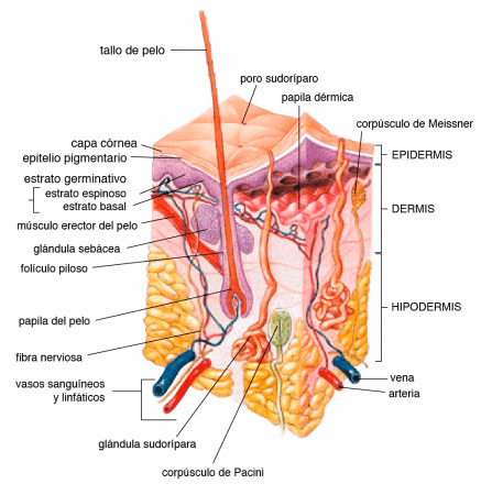 Anatomía de la piel