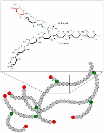 Estructura y esquema del glucógeno