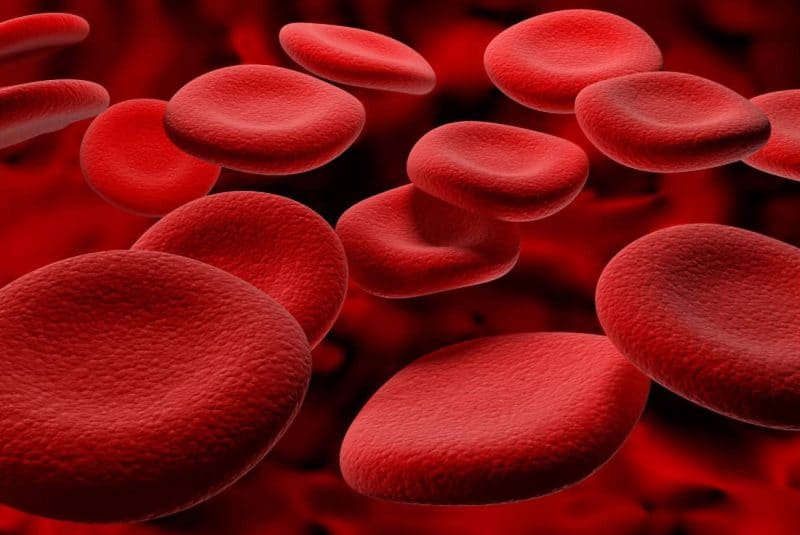 eritrocitos (glóbulos rojos)