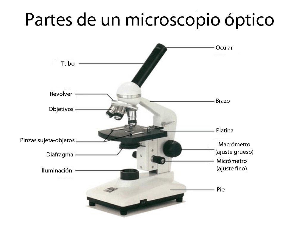 juez borgoña Marcado Cómo funciona el microscopio óptico? - Curiosoando