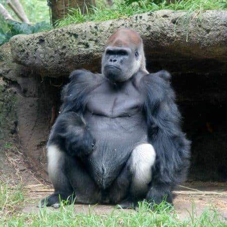 Gorila occidental de las tierras bajas (Gorilla gorilla)