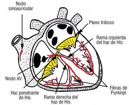 Sistema de conducción del corazón (esquema)