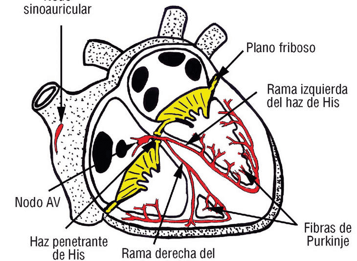 Sistema de conducción del corazón (esquema)