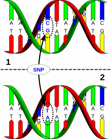 Marcador molecular SNP