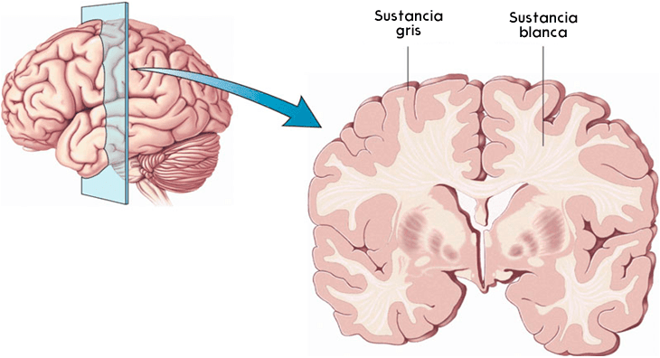 Corteza cerebral (ilustración)