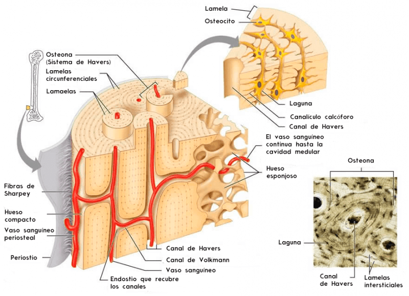 Esquema del sistema de Havers (osteona)