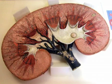 Modelo de riñón