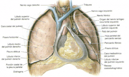 Esquema de las partes del pulmón