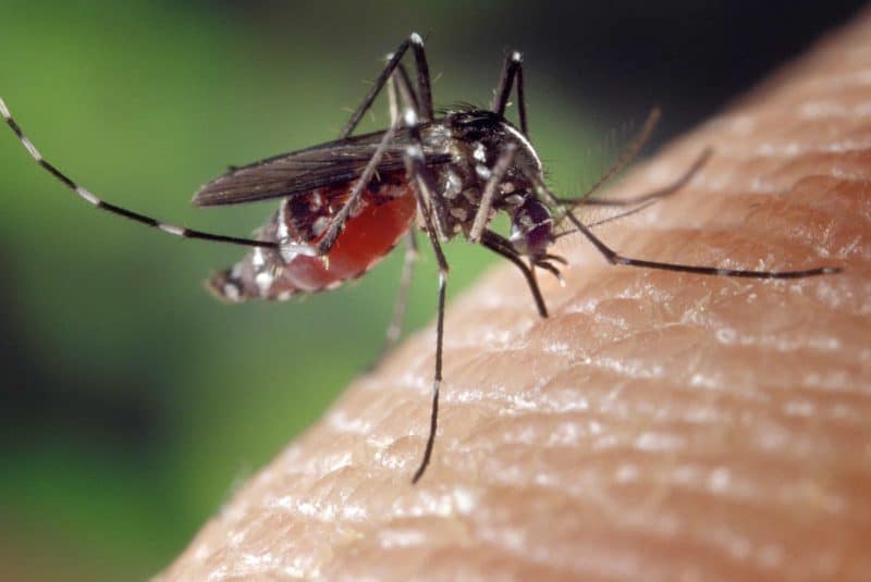 Aedes albopictus picando a un humano