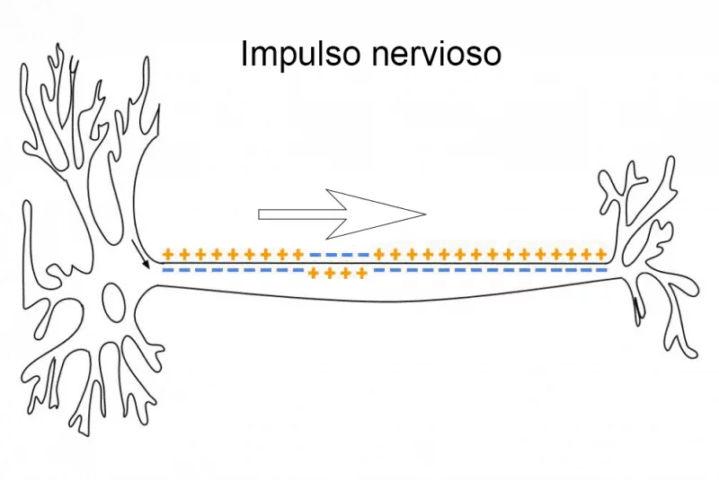 Ilustración de un impulso nervioso