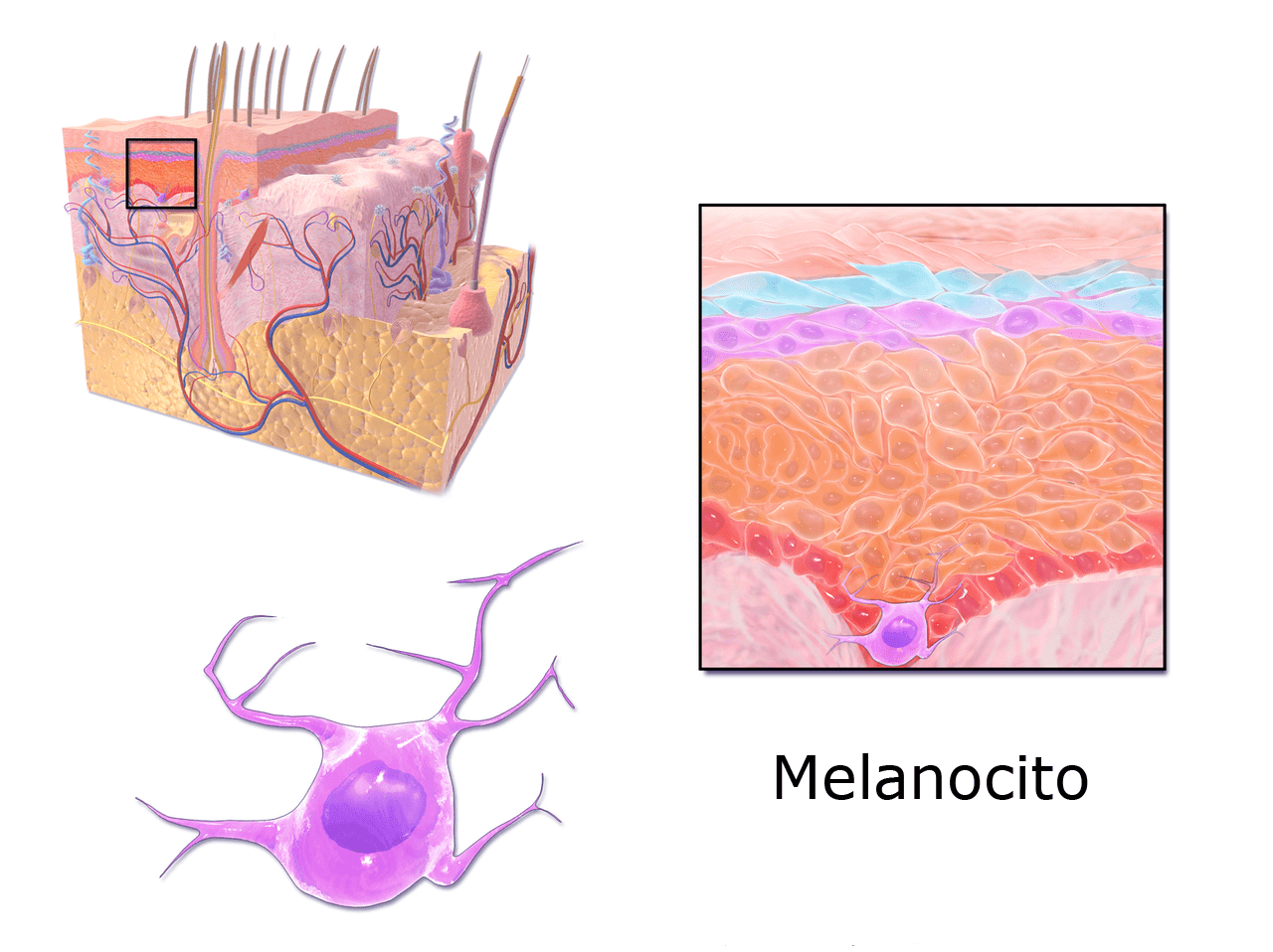 Resultado de imagen de melanocitos