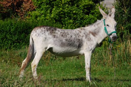 Equus africanus asinus (burro o asno)
