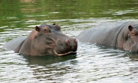Hippopotamus amphibius (hipopótamo común africano)