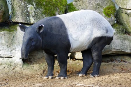 Tapirus indicus (tapir malayo)