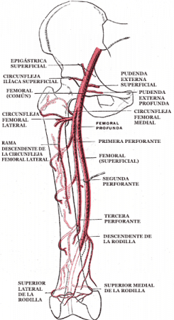 Arteria femoral y sus ramas