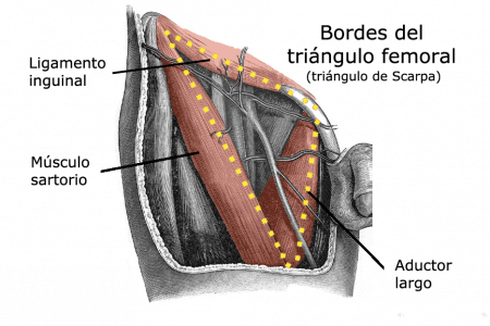 Bordes del triángulo femoral