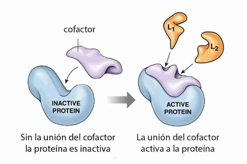 Cofactores (bioquímica)