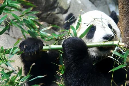 Oso panda comiendo bambú