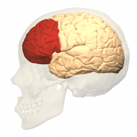 Cortex prefrontal izquierdo, vista lateral