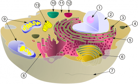 Diagrama y organelos célula animal