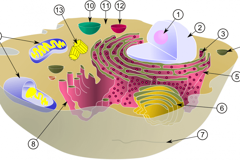 Diagrama y organelos célula animal