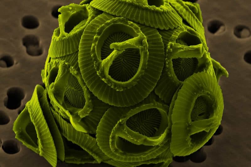 Gephyrocapsa oceanica - microscópio electrónico de barrido