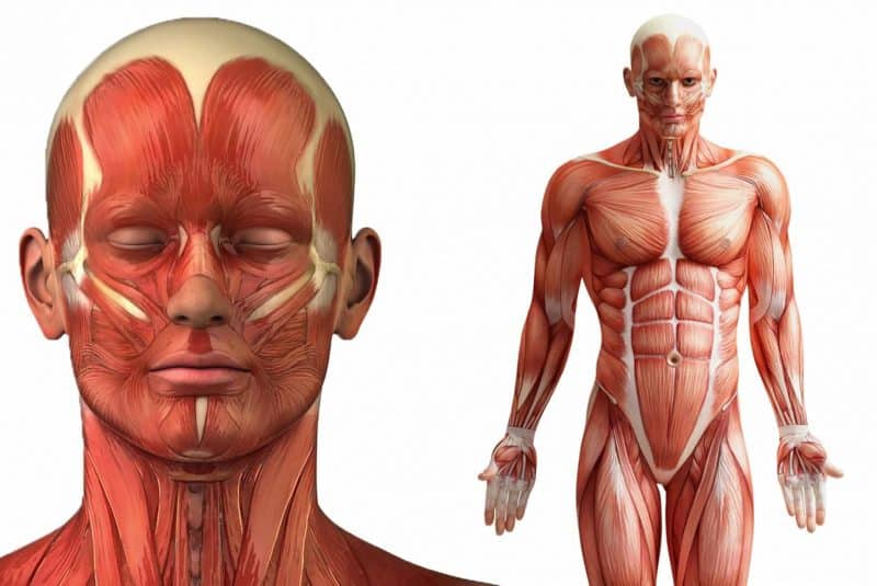 Sistema muscular esquelético (ilustración)