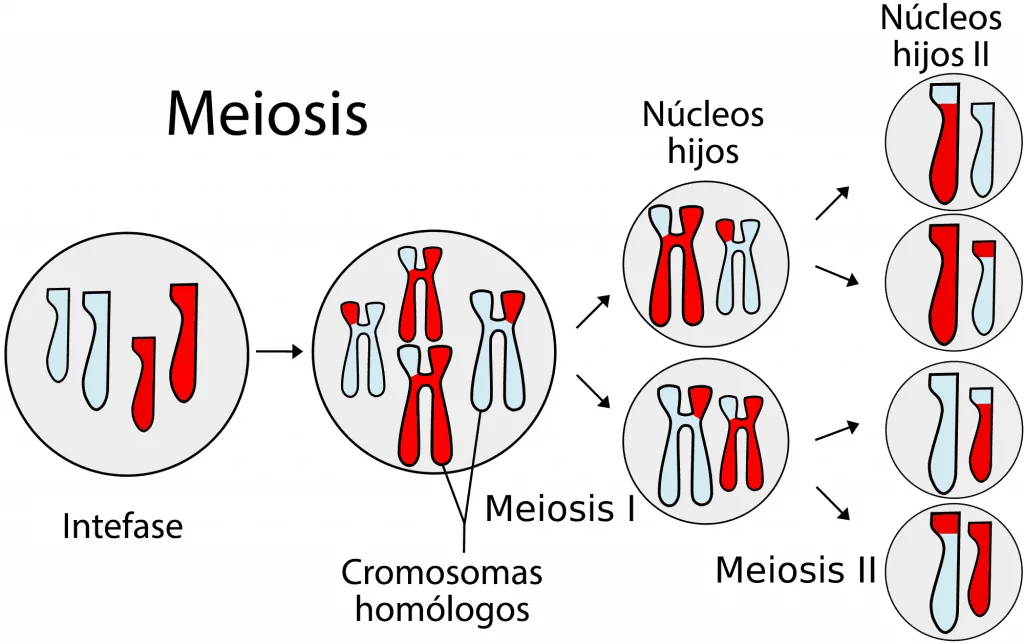 Esquema general de la meiosis
