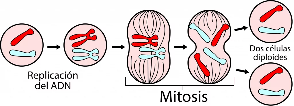 Esquema general de la mitosis