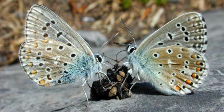 Mariposa azul común detritívora