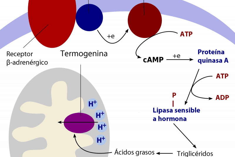 Termogénesis en los adipocitos marrones