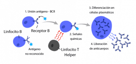 Activación T-dependiente de linfocitos B