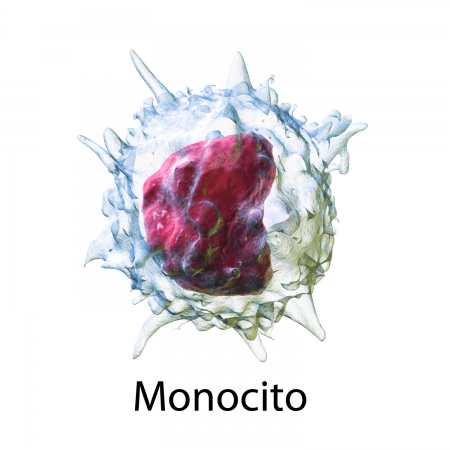 Monocito - Ilustración 3D