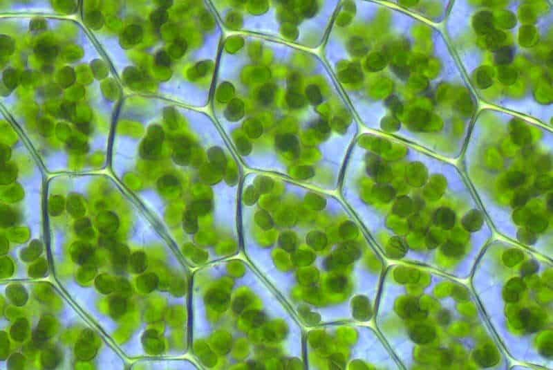 Microfotografía de células con cloroplastos