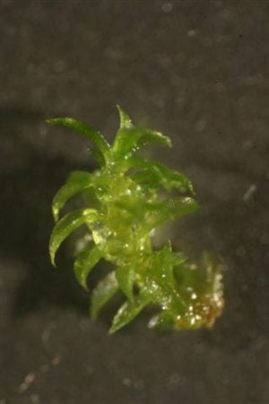 Gametófito de Physcomitrella patens