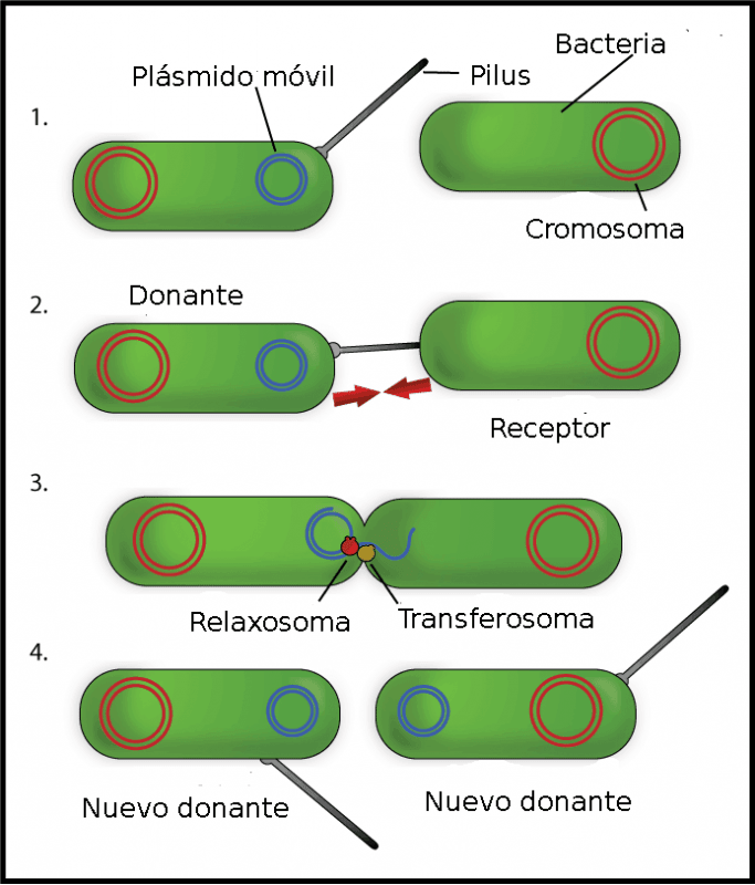 Conjugación bacteriana