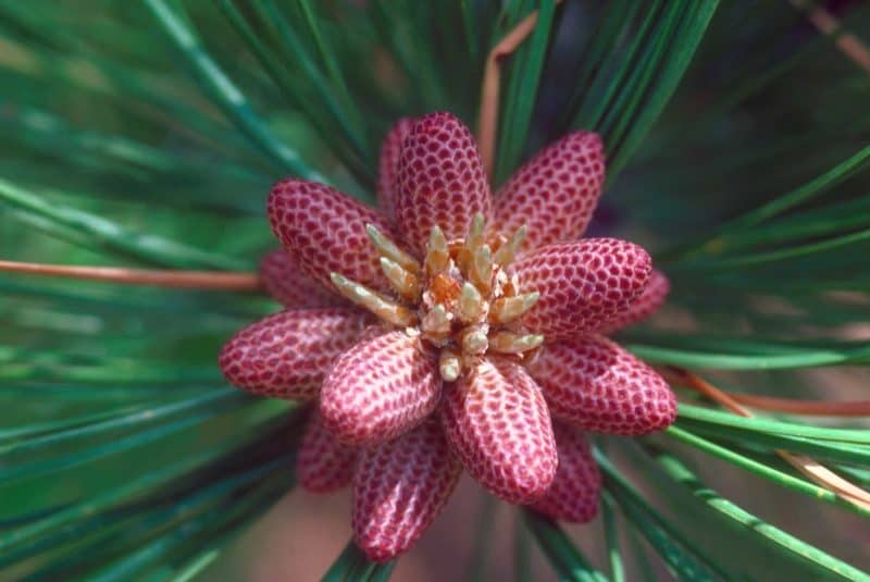 Conos masculinos inmaduros de Pinus ponderosa