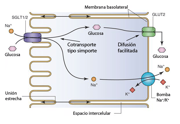 Cotransporte sodio-glucosa