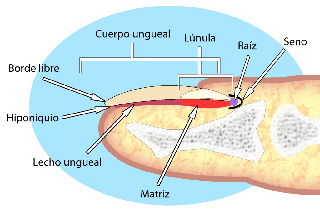 Anatomía de la uña humana