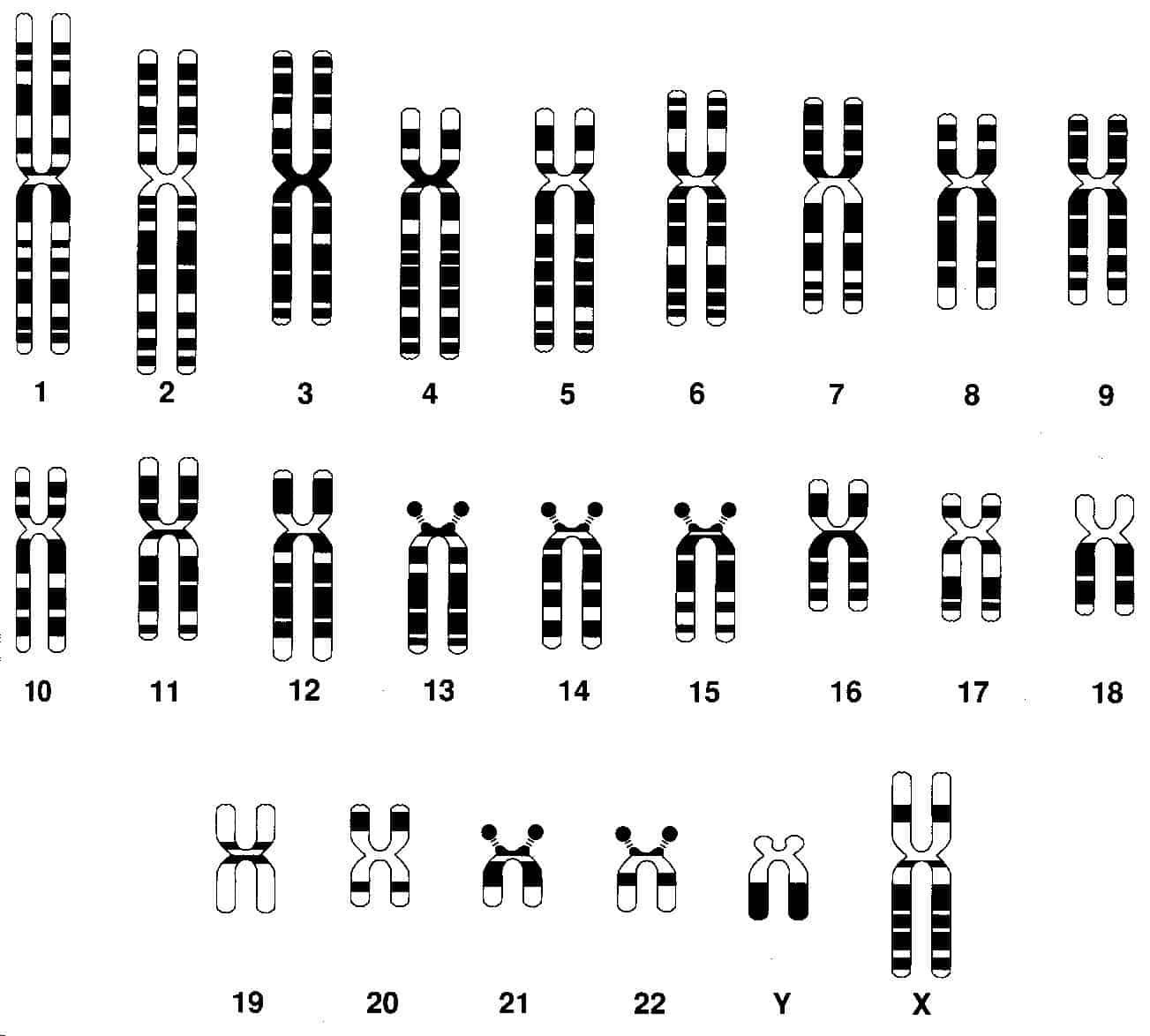 ¿Cuántos cromosomas sexuales tiene un óvulo humano?