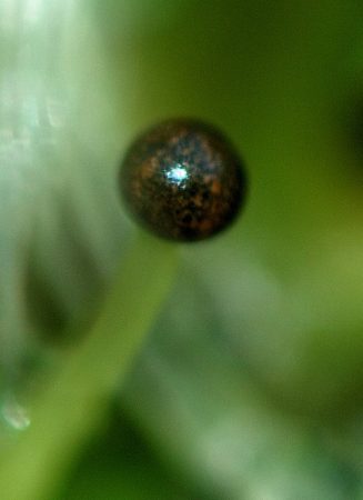 Esporófito de una hepática foliosa
