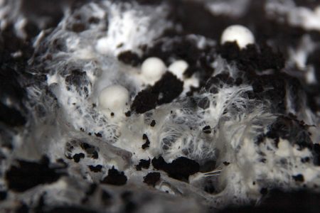 Micelio y carpóforos de champiñón