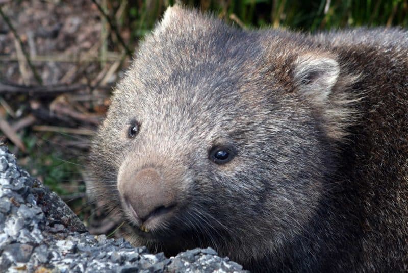 Wombat común (Vombatus ursinus)