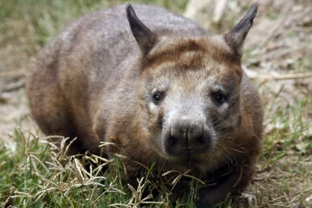 Wombat de nariz peluda del sur (Lasiorhinus latifrons)