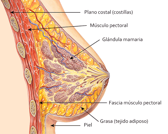 Anatomía de la mama