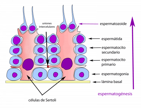 células de Sertoli