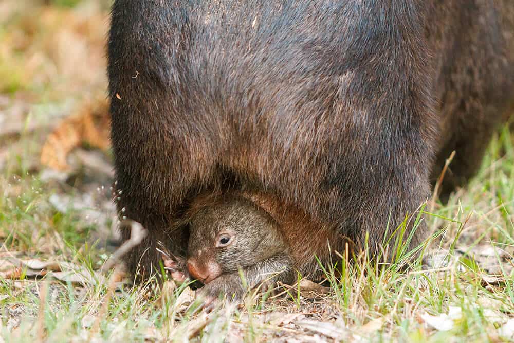 Marsupio de wombat