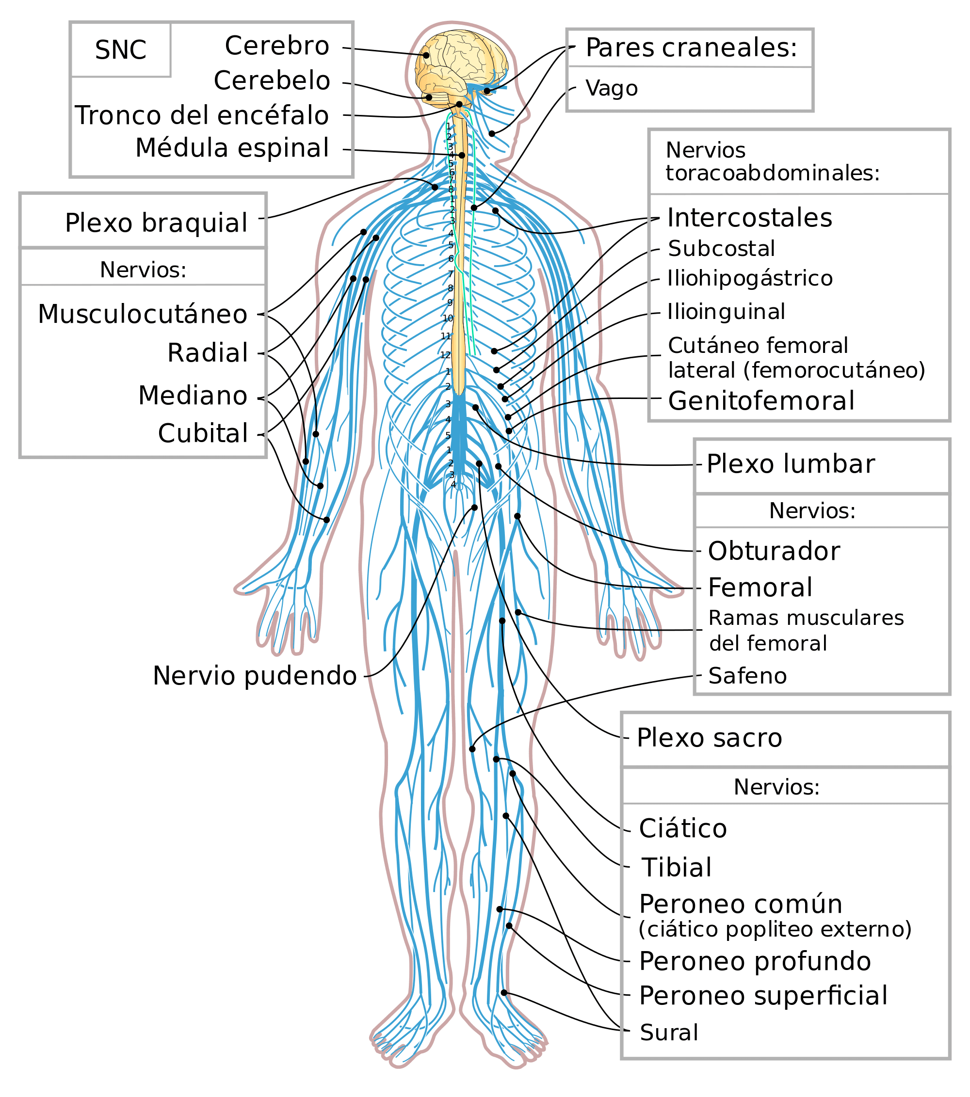 Esquema del Sistema Nervioso humano